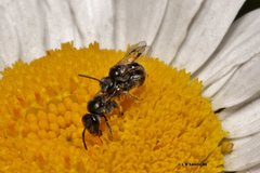 Lasioglossum sphecodoides