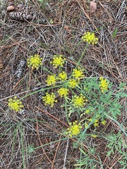 Lomatium ambiguum