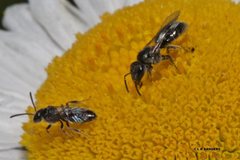 Lasioglossum sphecodoides