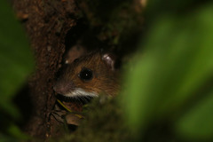 Apodemus flavicollis