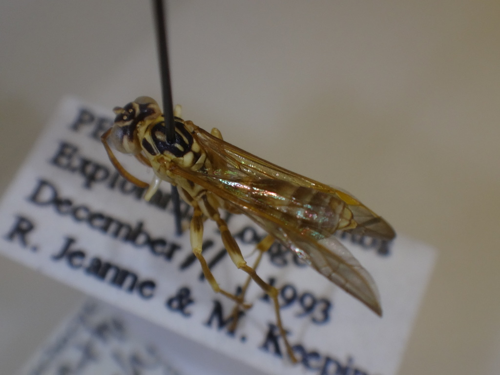 Mischocyttarus xanthocerus