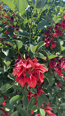 Erythrina crista-galli