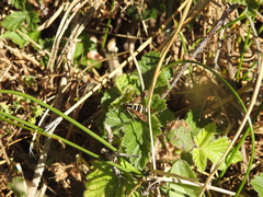 Synanthedon bibionipennis
