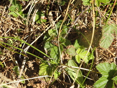 Synanthedon bibionipennis