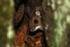 Apodemus flavicollis