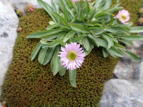Image of Erigeron glabratus by (c) Franck Cabot, some rights reserved (CC BY)