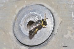Hylaeus euxanthus