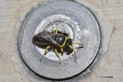 Hylaeus euxanthus