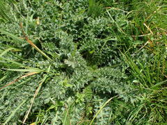 Cirsium acaulon