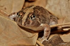 Ornate Burrowing Frog photo 1