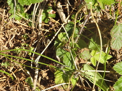 Synanthedon bibionipennis