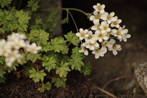 Image of Saxifraga geranioides by (c) marius, some rights reserved (CC BY)