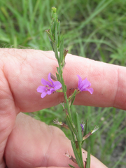 Lythrum californicum