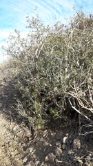 Vasconcellea chilensis