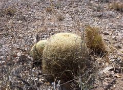 Coryphantha recurvata recurvata