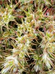 Cardionema ramosissimum