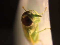 Chlorotabanus crepuscularis