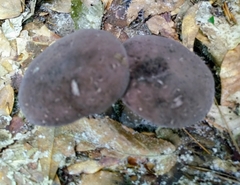 Porphyrellus