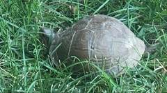 Terrapene carolina triunguis