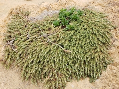 Cardionema ramosissimum