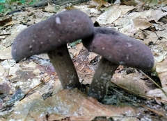 Porphyrellus