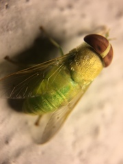 Chlorotabanus crepuscularis