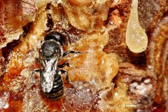 Megachile tosticauda