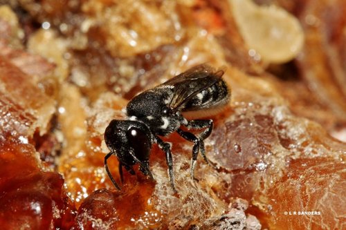 Megachile tosticauda Cockerell, 1912