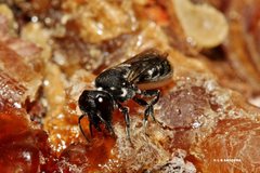 Megachile tosticauda