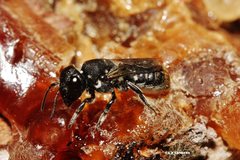 Megachile tosticauda