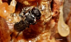 Megachile tosticauda