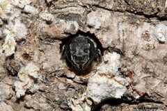 Megachile tosticauda