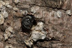 Megachile tosticauda