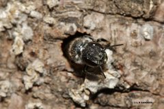 Megachile tosticauda