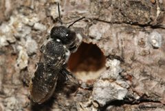 Megachile tosticauda
