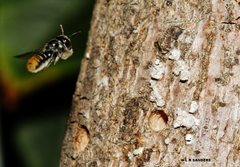 Megachile tosticauda