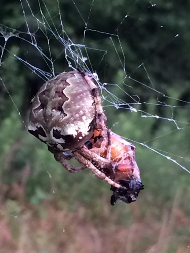 Giant Lichen Orbweaver