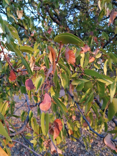 Mopane
