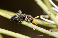 Scrobiger albocinctus