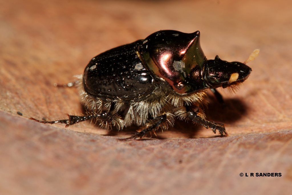 Onthophagus auritus