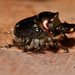 Onthophagus auritus - Photo (c) Laurence Sanders, some rights reserved (CC BY-NC-SA), uploaded by Laurence Sanders