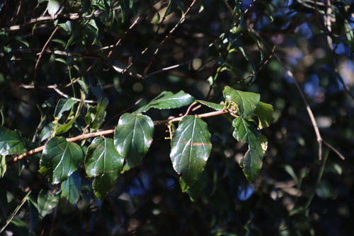 African Escallonia (Itea rhamnoides)