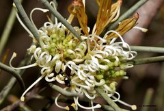 Hylaeus ruficeps ruficeps