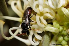 Hylaeus ruficeps ruficeps