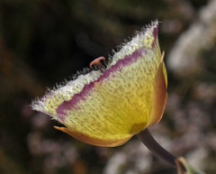 Calochortus weedii intermedius