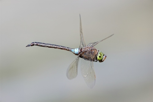 Lesser Emperor, Castricum, Nederland, photo 5 of 10
