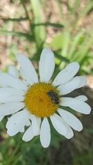 Calliopsis