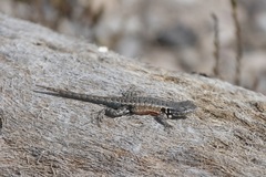 Sceloporus parvus