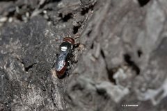 Hylaeus ruficeps ruficeps