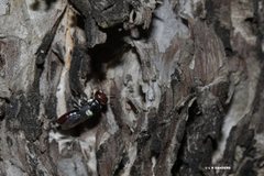 Hylaeus ruficeps ruficeps